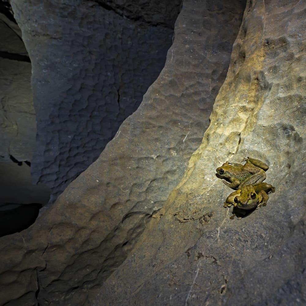 Life Without Light: Creatures of Meghalaya’s Caves