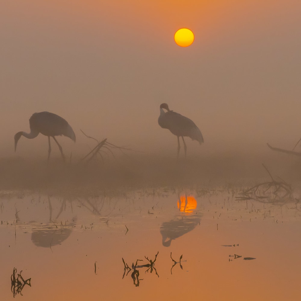 Not Just Desert: The Wild, Varied Habitats of Rajasthan