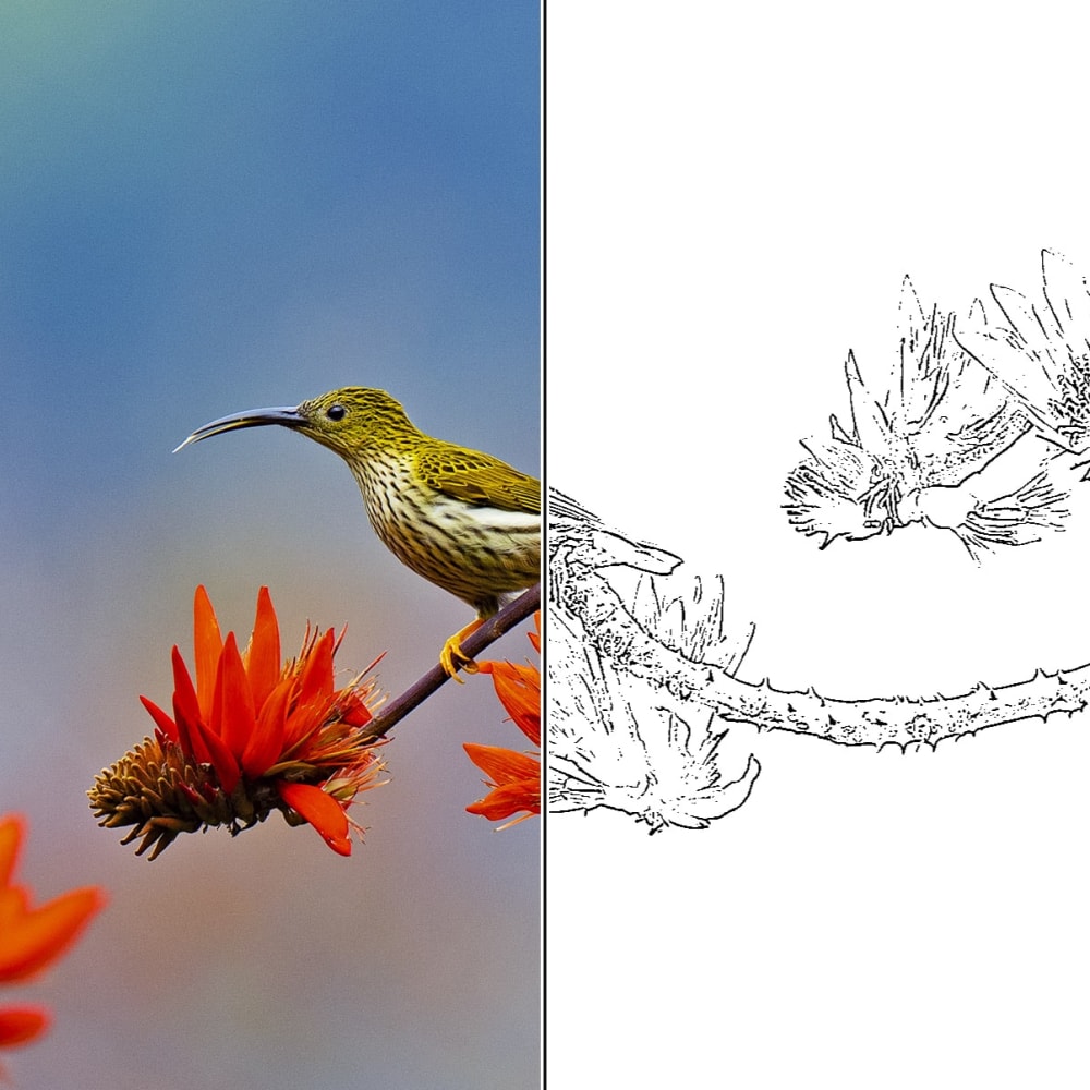 Wildlife Colouring Sheet: Streaked Spiderhunter
