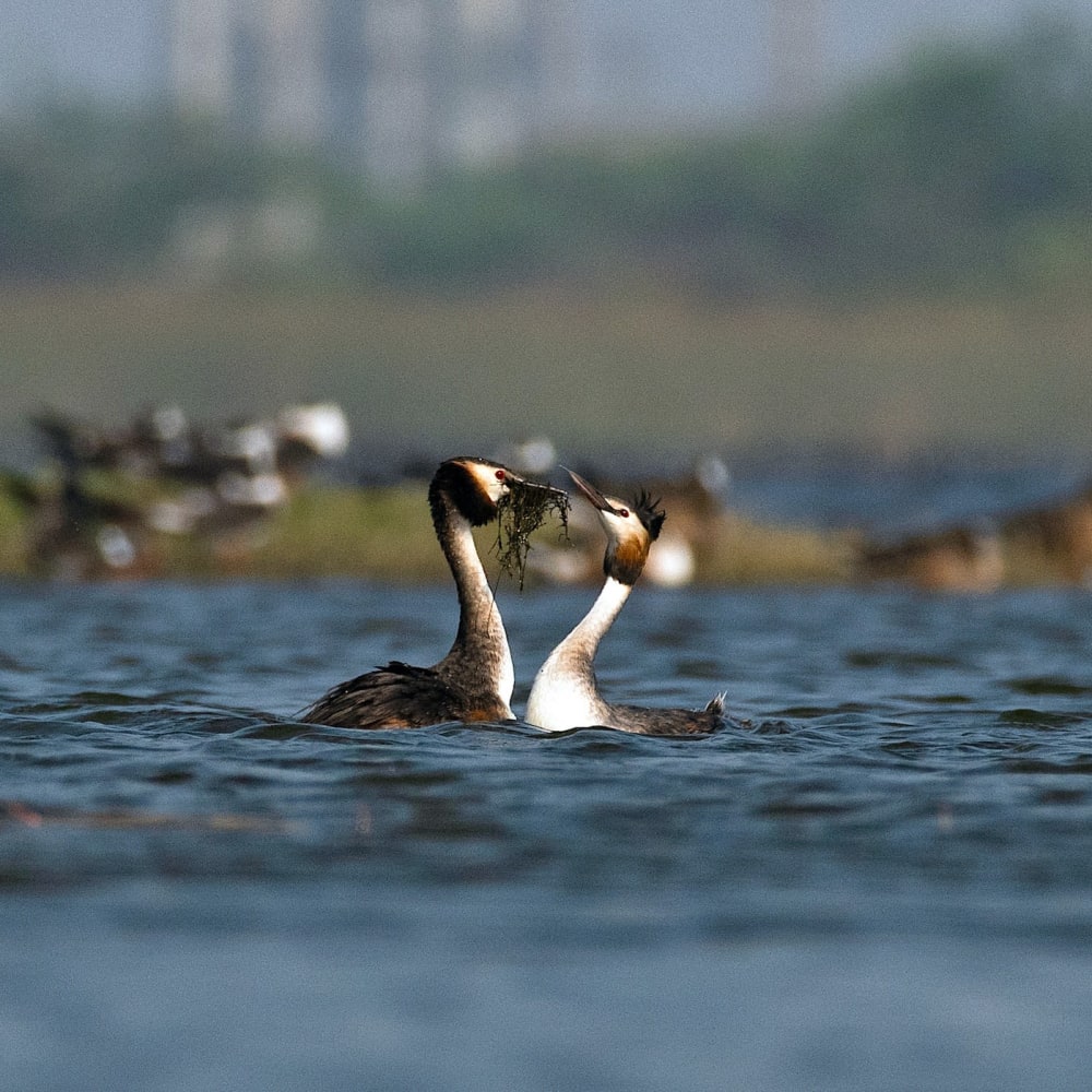 Home Affairs: The Great Crested Grebes Build a Nest