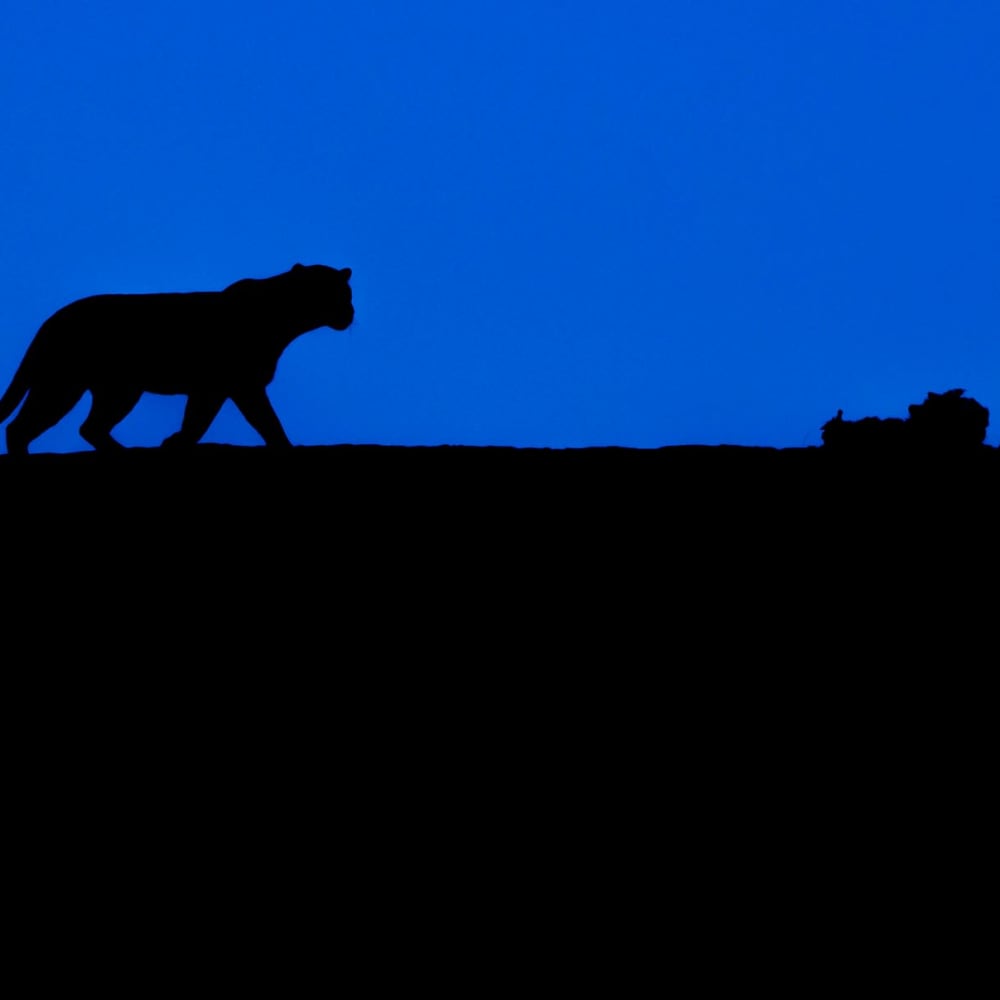 Muskaan: The Leopard Queen of Kumbhalgarh