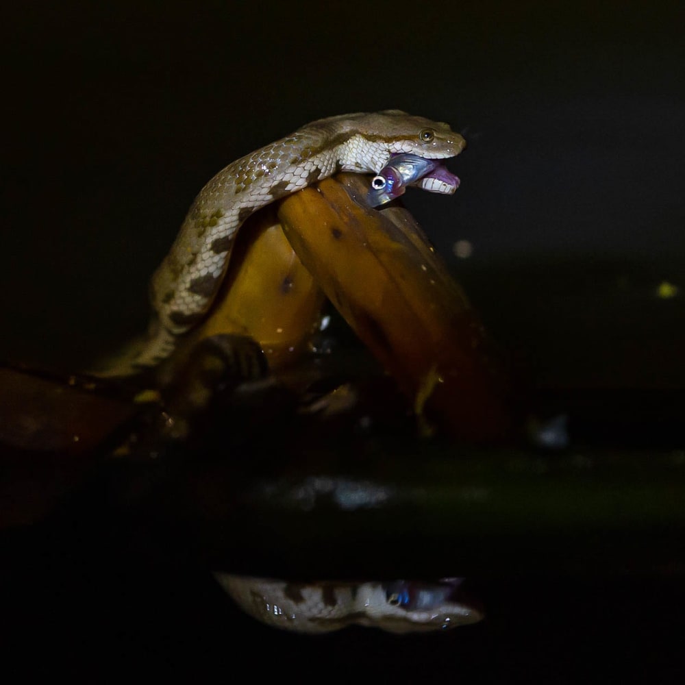 A Dog-Faced Water Snake’s Murky Life