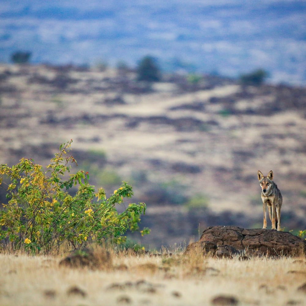 A Reign at Risk: The Indian Grey Wolf and the Grasslands of Saswad
