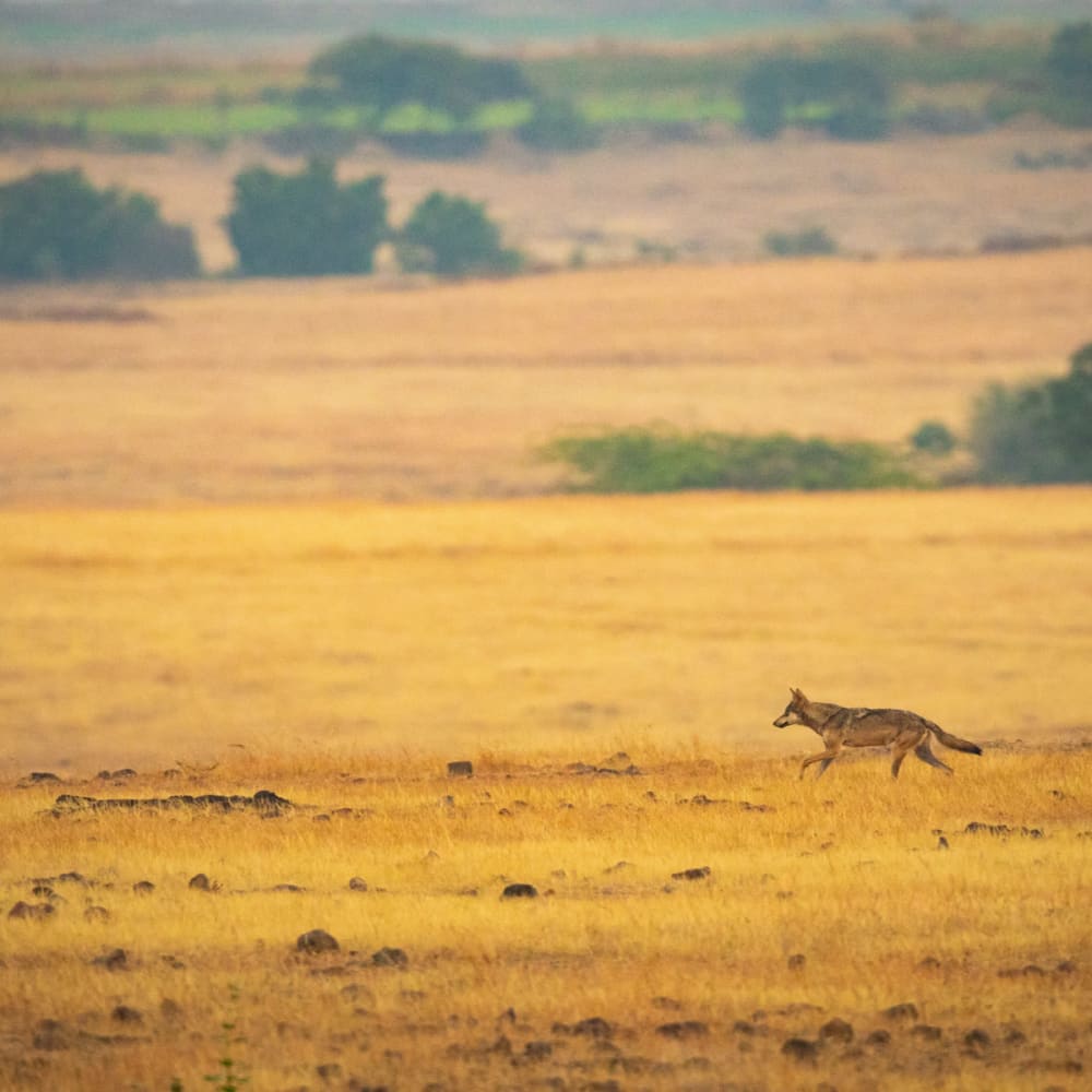 Saswad: In Harmony with Wild Neighbours