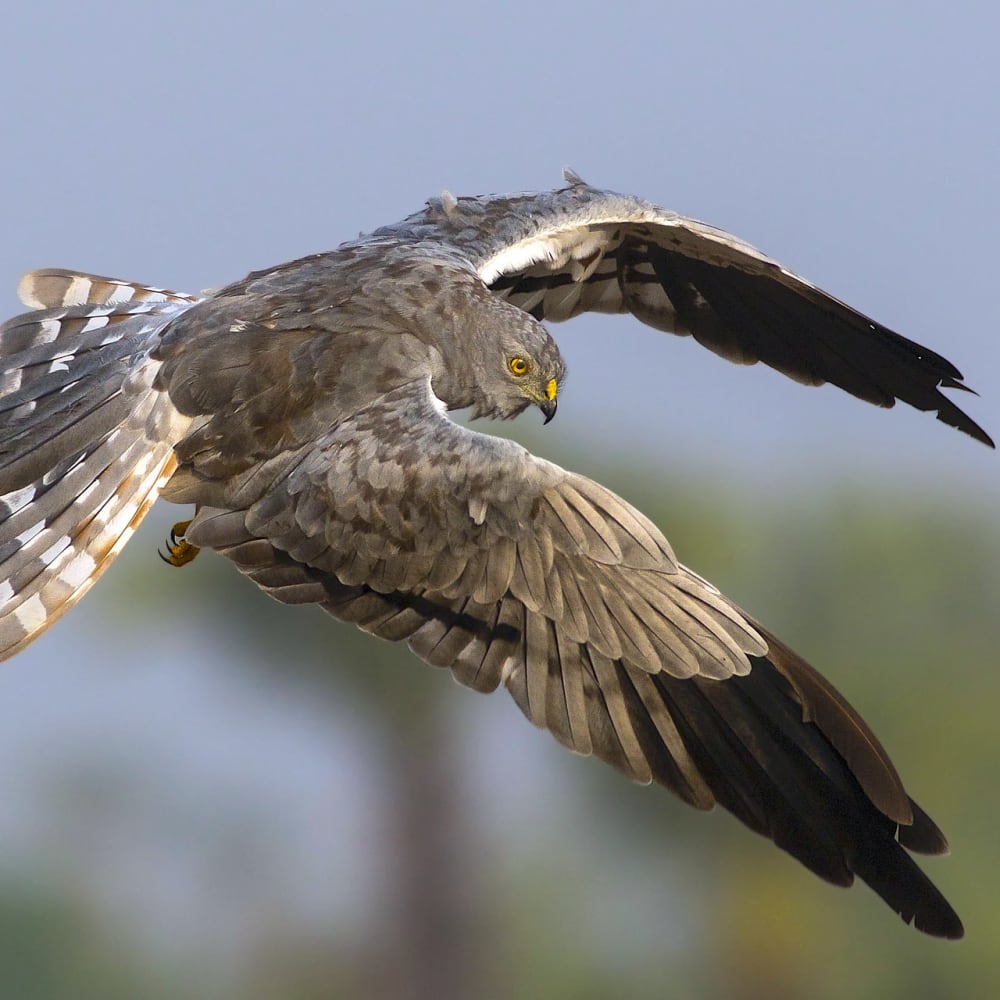 Harriers: The Winter Guests of Velavadar