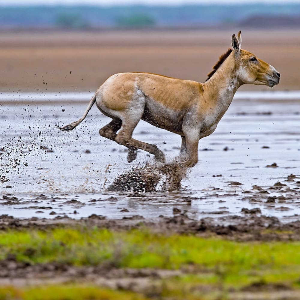 The Khur of Kutch: The Indian Wild Ass and its Last Home