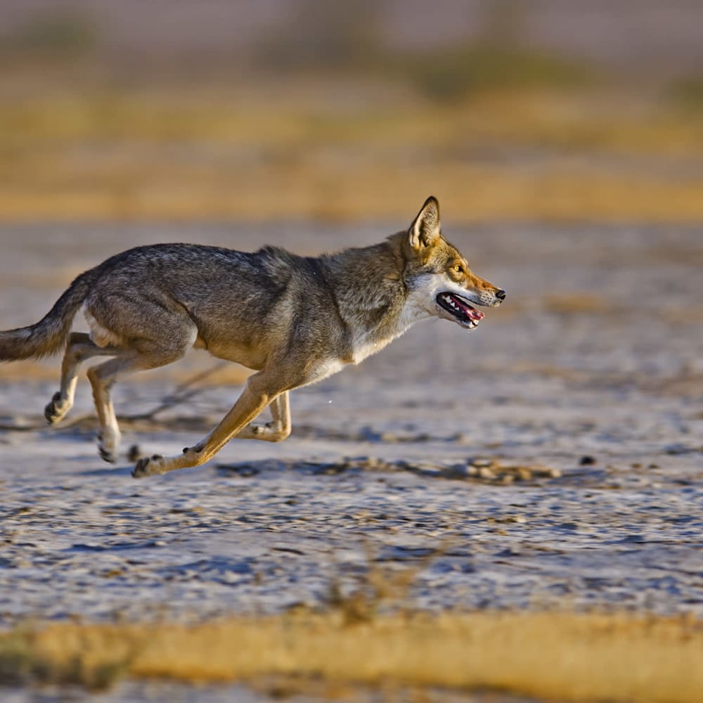 Wild, Wild West: Little Rann of Kutch and Velavadar