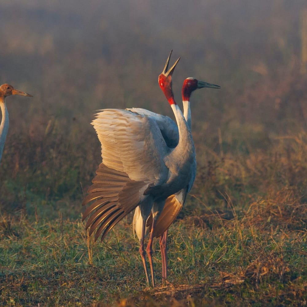 Songs of Love: Sarus Cranes’ Lifelong Romance