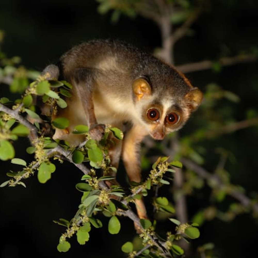 Grey Slender Loris: The Endearing Secret Creature of the Night Forest
