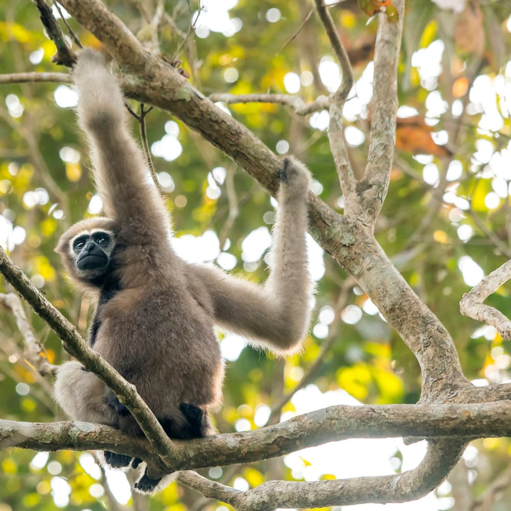 The Western Hoolock Gibbon Sings and Swings Along the Forest Canopies