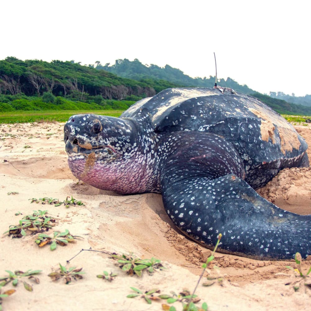 Leatherback Sea Turtles: Giants of Andaman and Nicobar Islands
