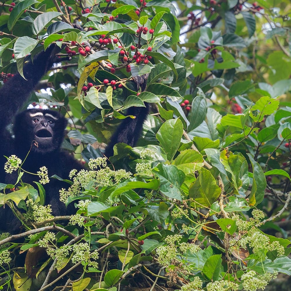 Anatomy of a Rainforest: Life at the Top