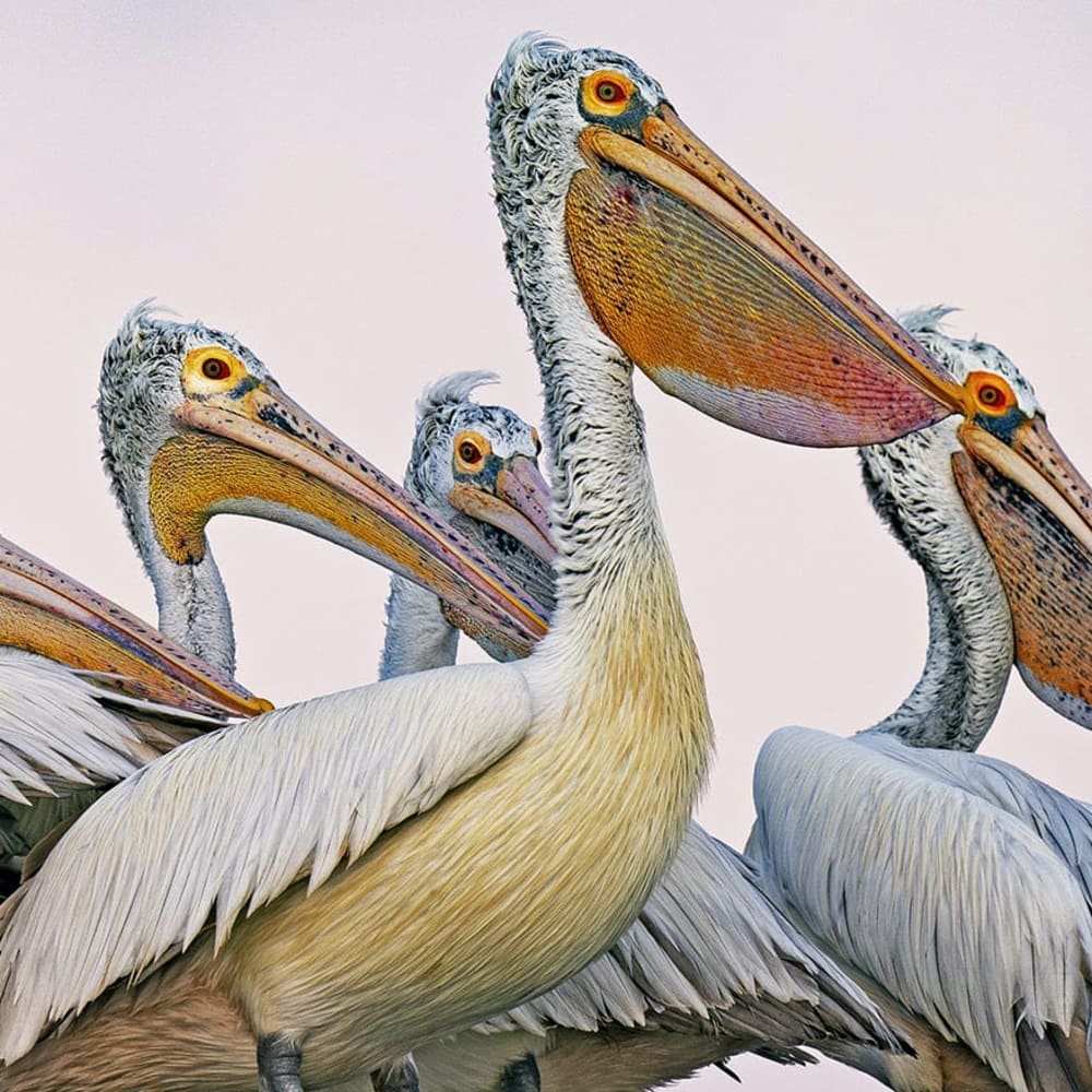 Peculiar Pelicans: Gawky, Grand and Graceful Waterbirds