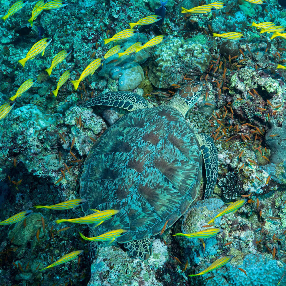 The Conservation Paradox: Missing the Meadows for the Green Turtles