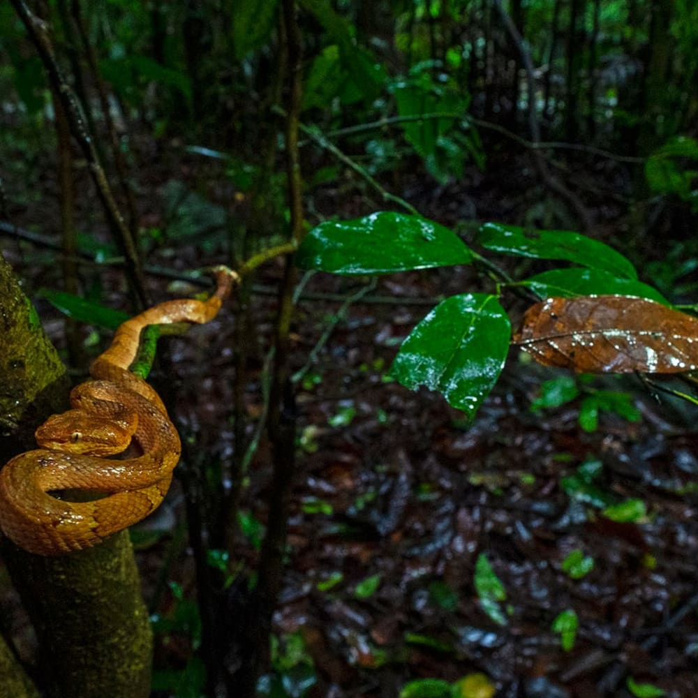 Anatomy of a Rainforest: Life in the Middle