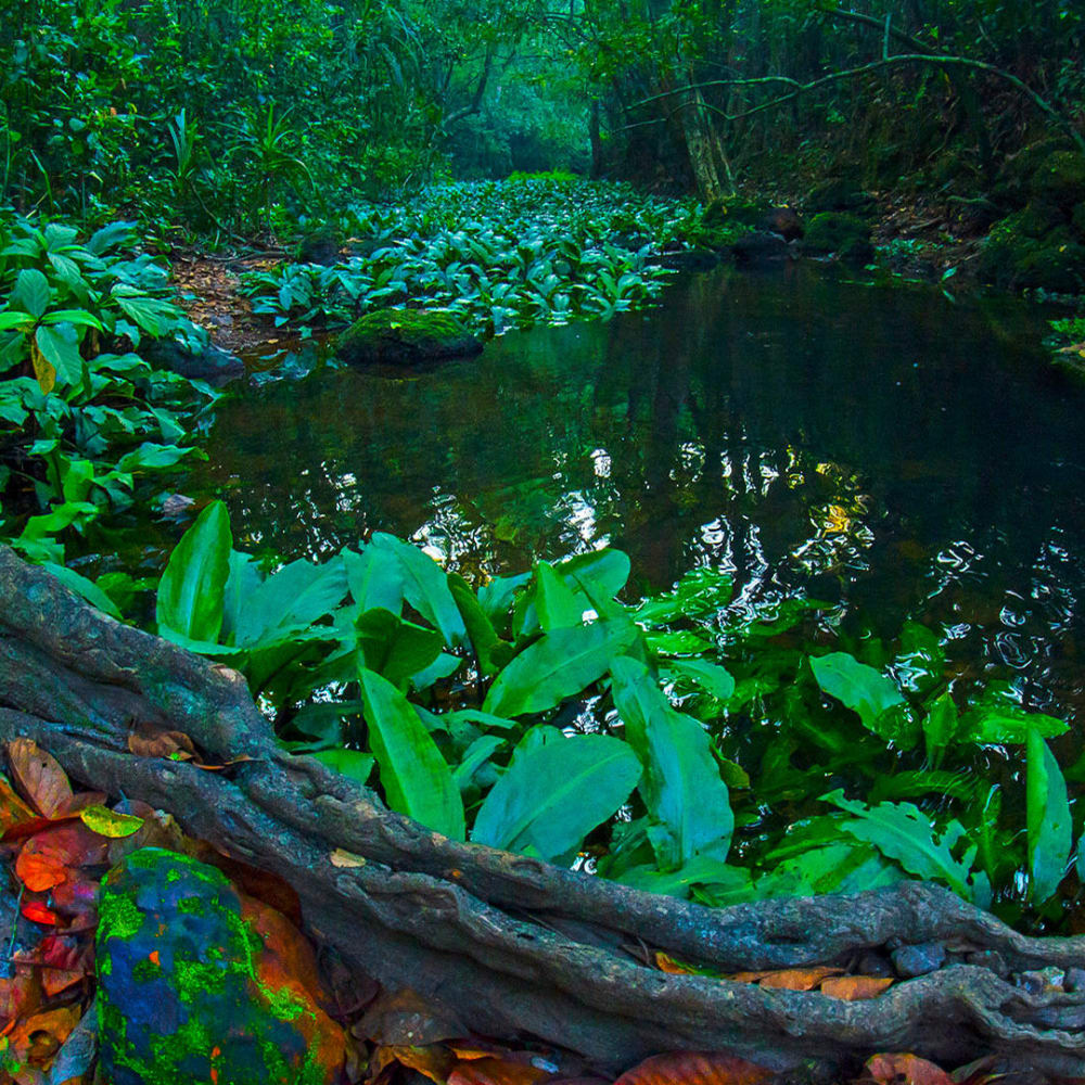 Anatomy of Rainforest: Life on the Floor