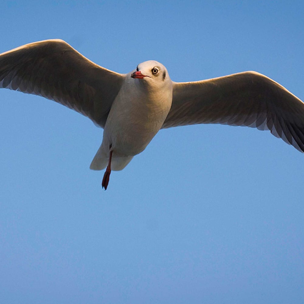 Gutsy Gulls: Trick or Treating on the Water