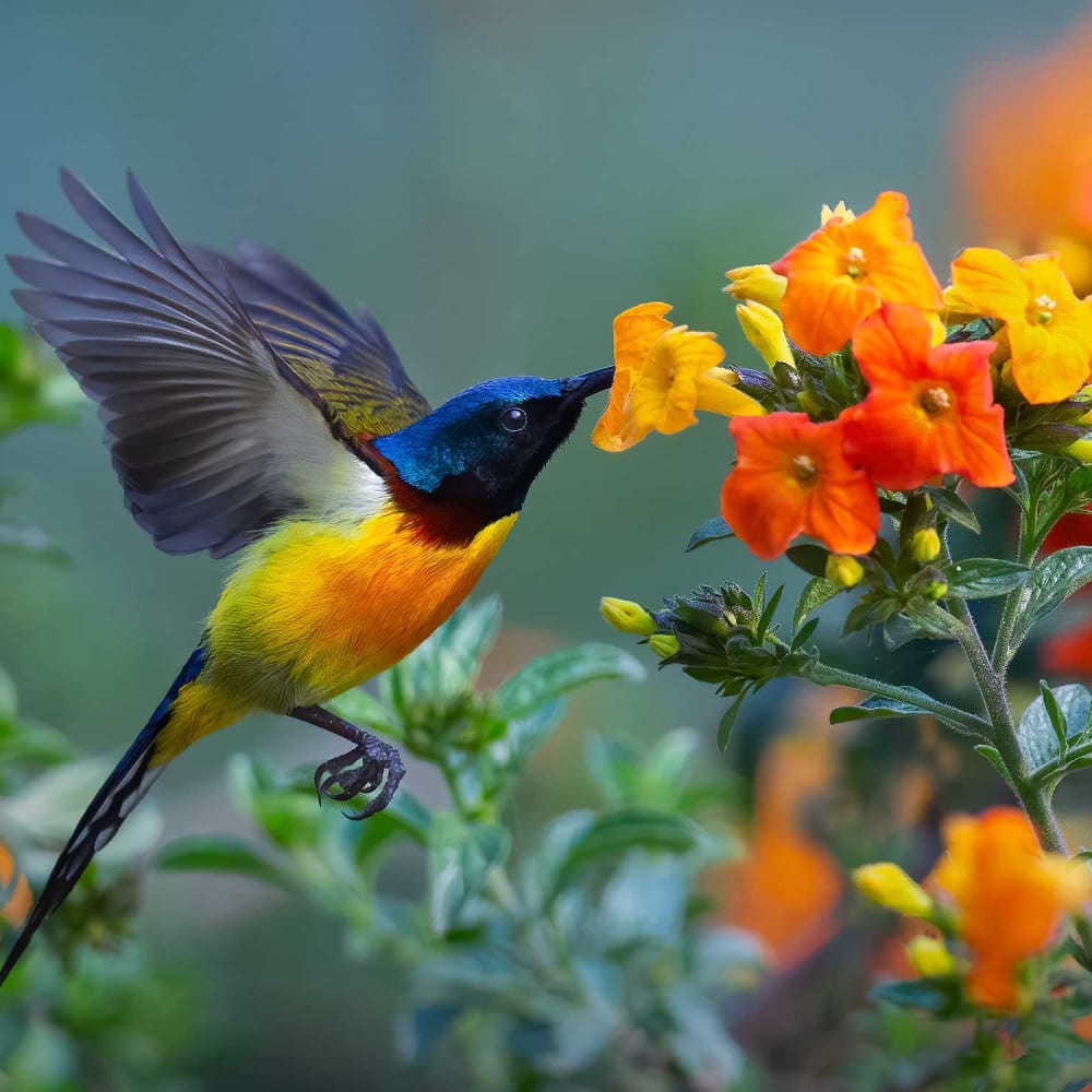 For Love of Nectar: The Dazzling Sunbirds of India