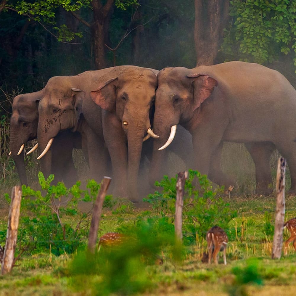 A Family Affair: How Elephants Build Intimate Social Relationships