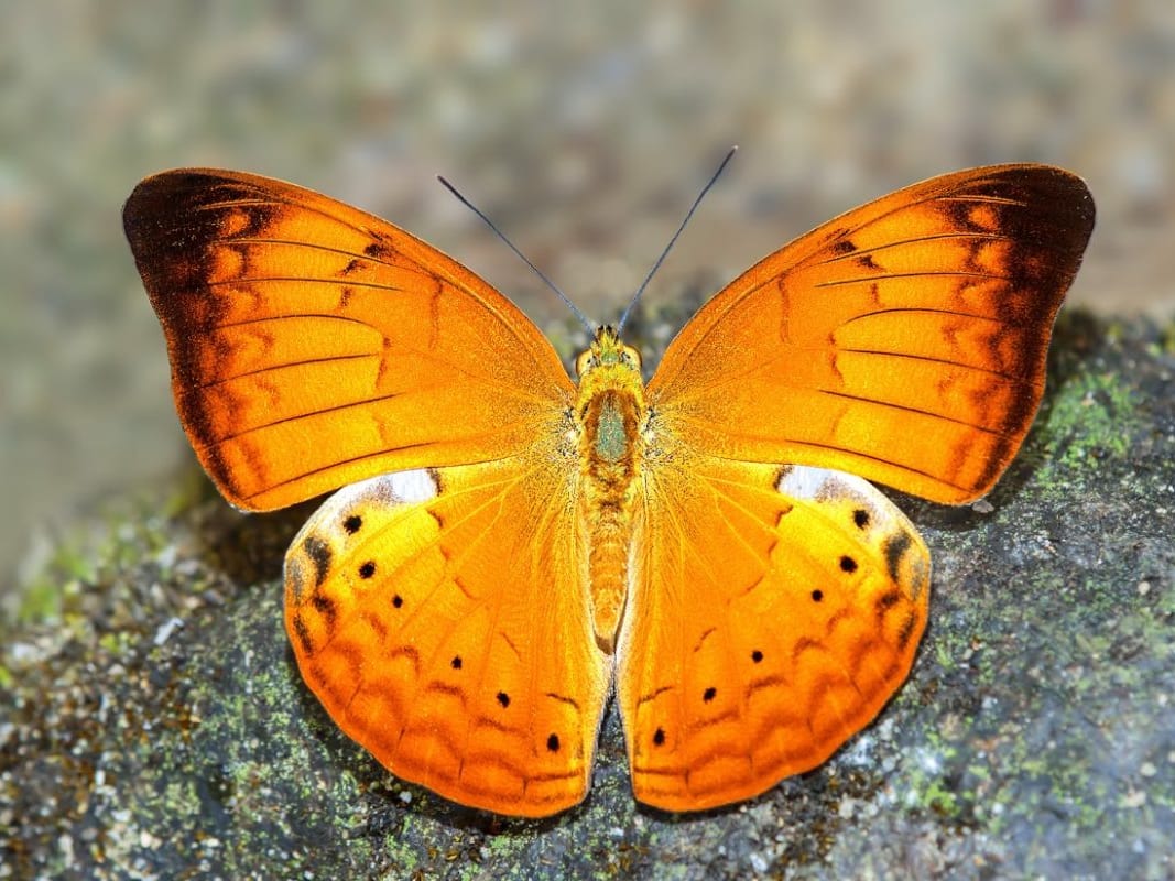 The Tamilian Warrior is Now a State Butterfly