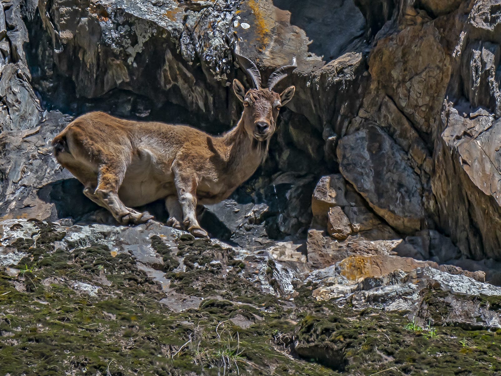 Camouflaged Cliffhangers: The Majestic Kashmiri Markhor