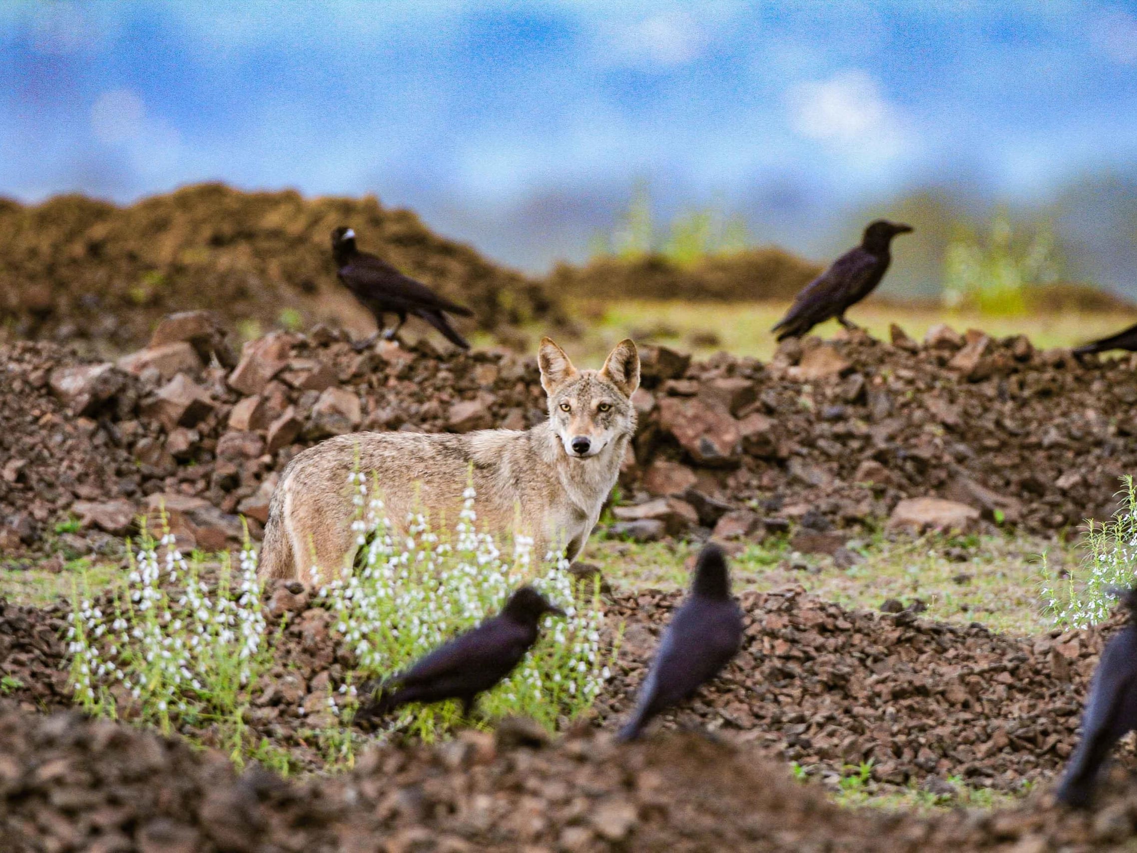 Counting Wolves Through Their Calls