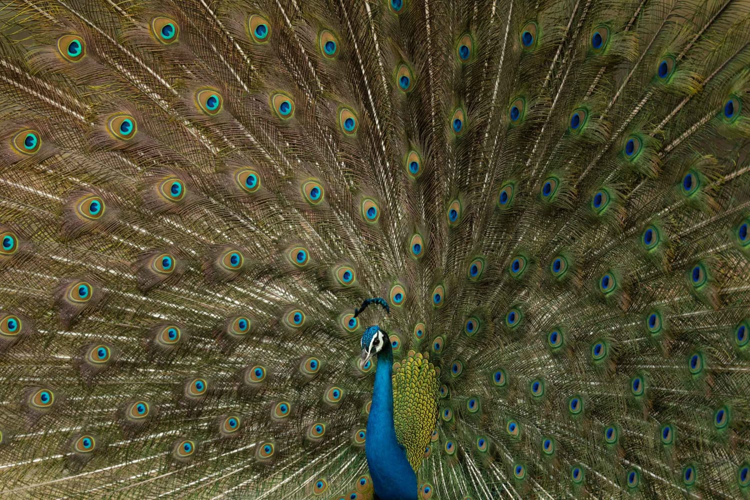 Peafowl Tales: Flamboyant Trains and Screeching Calls