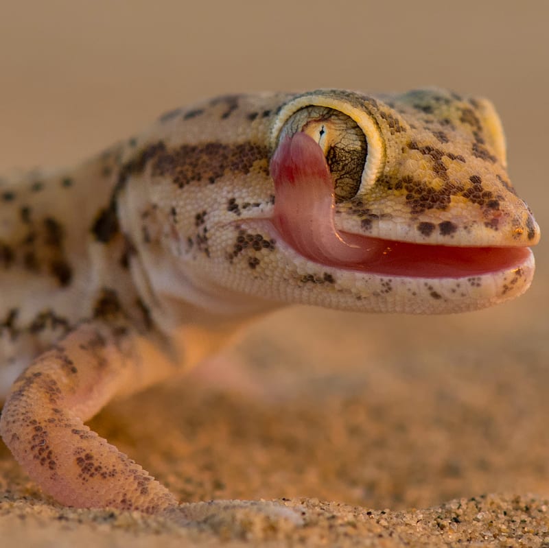 Dune Watching: Small Fauna of the Thar Desert | RoundGlass | Sustain Dune Watching: Small Fauna of the Thar Desert | RoundGlass | Sustain