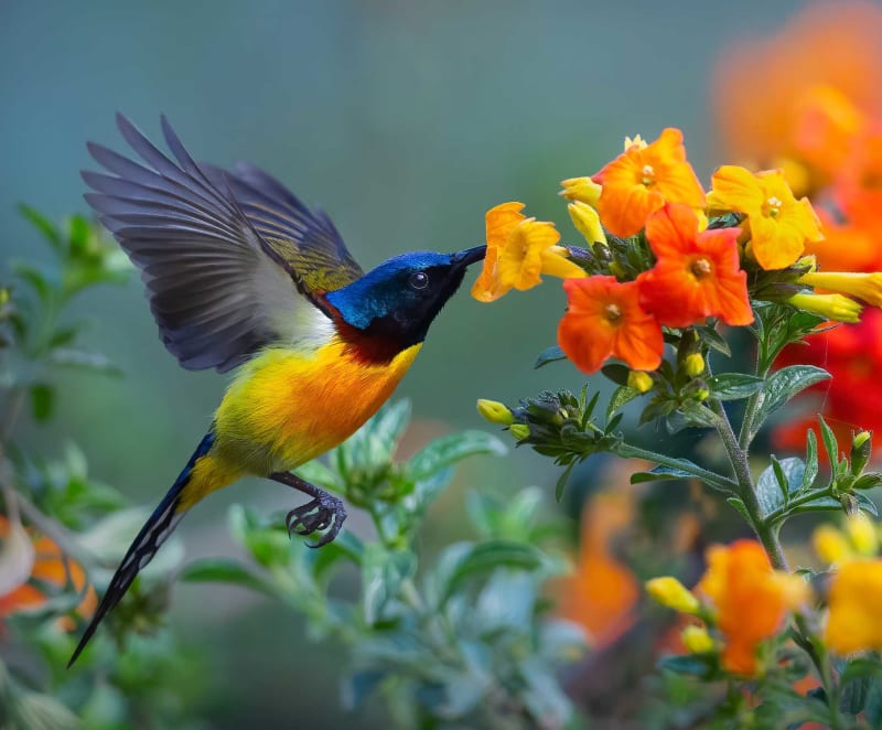 Sunbirds are everywhere in India, in dense forests and concrete jungles