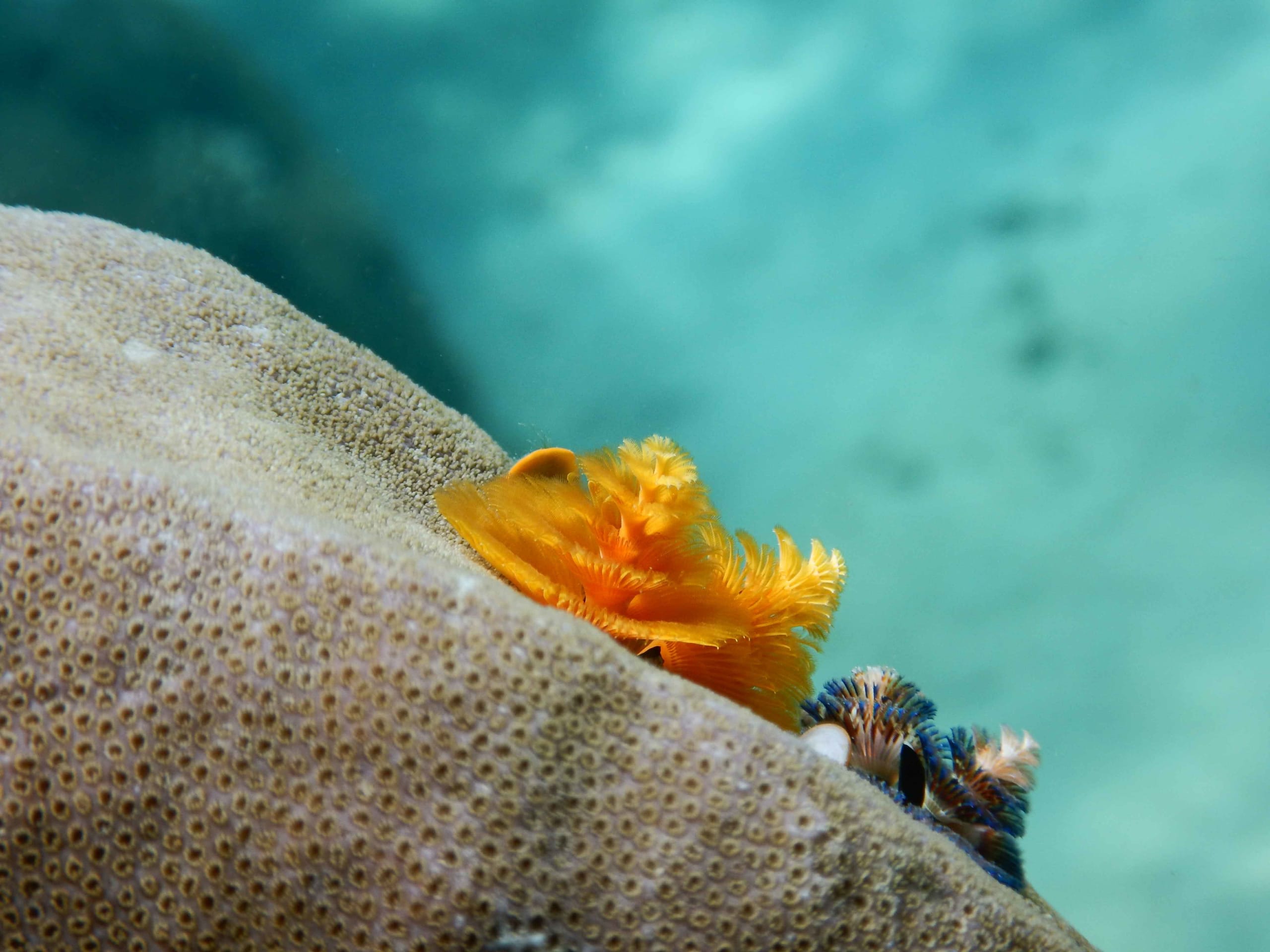 These Fascinating Marine Creatures With Spiralling Plumes Gently Waving these-fascinating-marine-creatures-with-spiralling-plumes-gently-waving