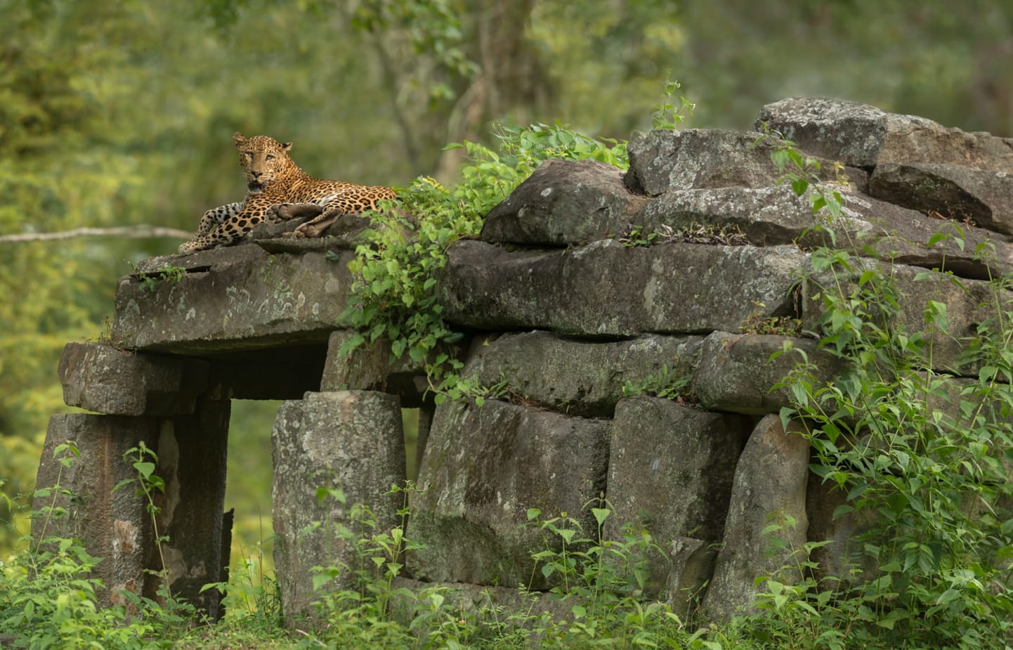 Kabini is known for its leopards, and the spotted king reigns over the forest. This site was once a temple where locals would bow to the gods in reverence and gratitude. Today, it is covered in vines and ferns and serves as home to one of the park’s many leopards.