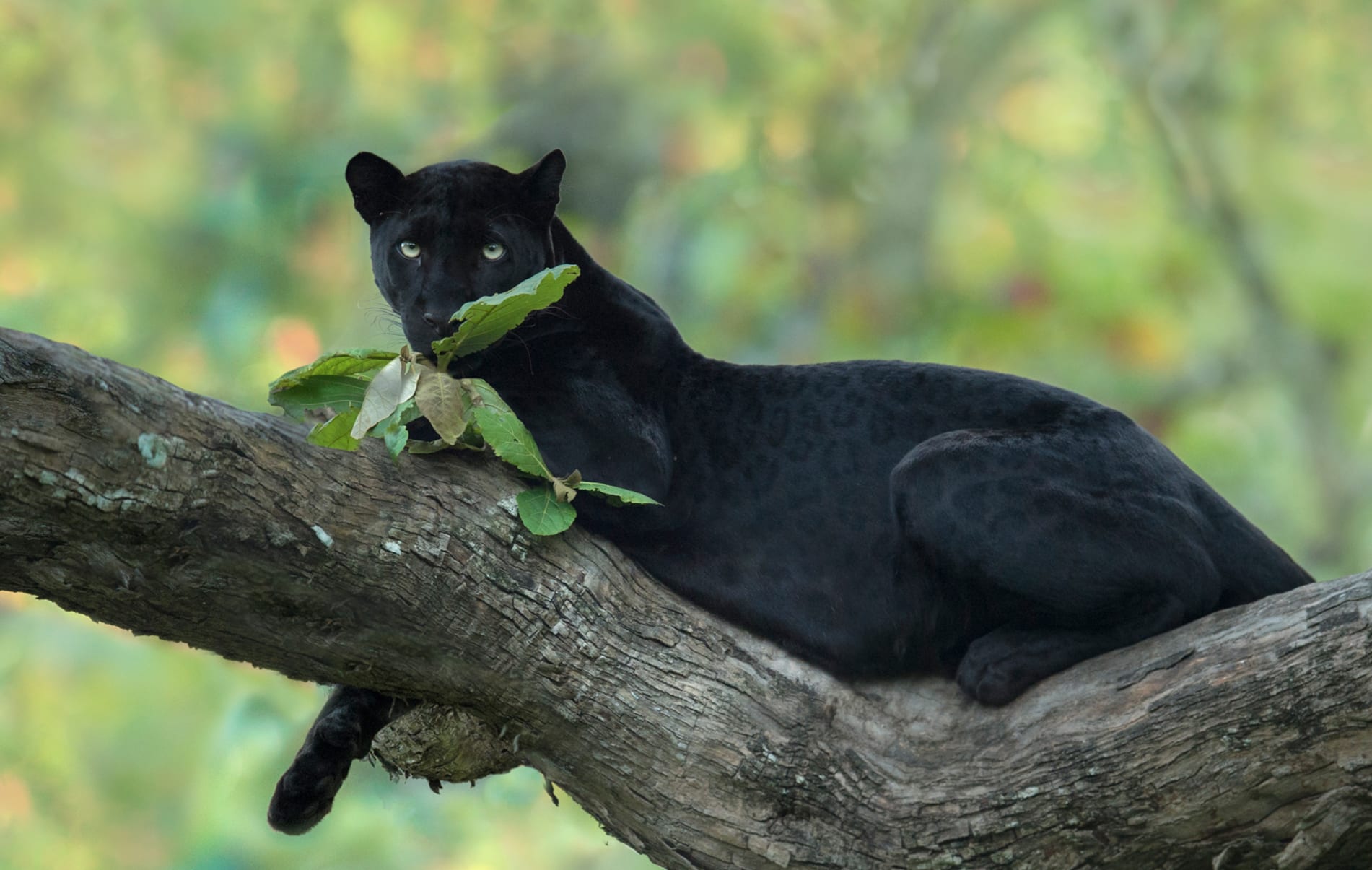 The black panther’s velvet fur is in stark contrast to the lush green around. The most elusive of big cats, the panther is actually a black-coated leopard. Look closely, and you can see its spots.