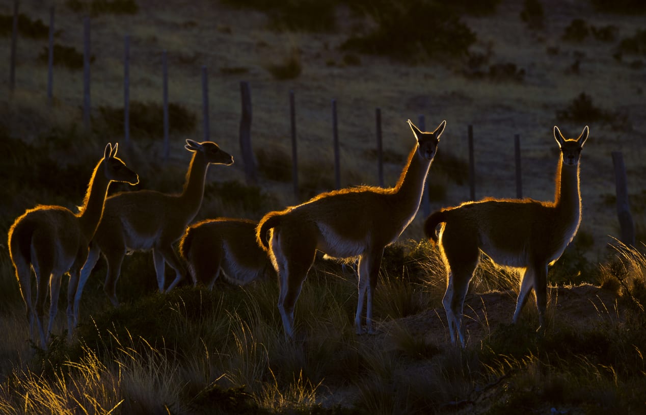 With their long legs and slender bodies guanacos are fast, clocking up to 56 kilometres per hour. In the vast grasslands of Argentina’s Valdes Peninsula there are no places to hide. Guanacos are adapted to running on rocky terrain, including steep hillsides. 