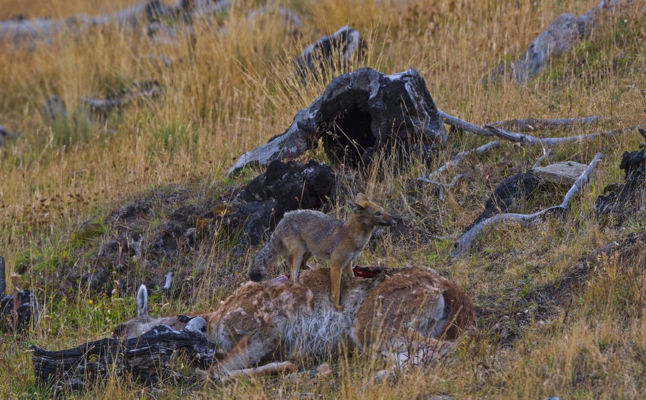 The guanaco’s main predator is the puma, or mountain lion. One of the reasons guanacos tend to live in groups is so that they can keep watch as a team and ward off pumas. When a puma is spotted too close, guanacos will give a warning call and flee. Pumas tend not to pursue the speedy fleeing guanaco too far. In the Torres del Paine, we spotted this guanaco downed by a puma. Pumas generally kill at night, and will sometimes sleep nearby and eat again in the morning. Not only will it feed, but other scavengers like this South American gray fox and other birds also enjoy the feast. 