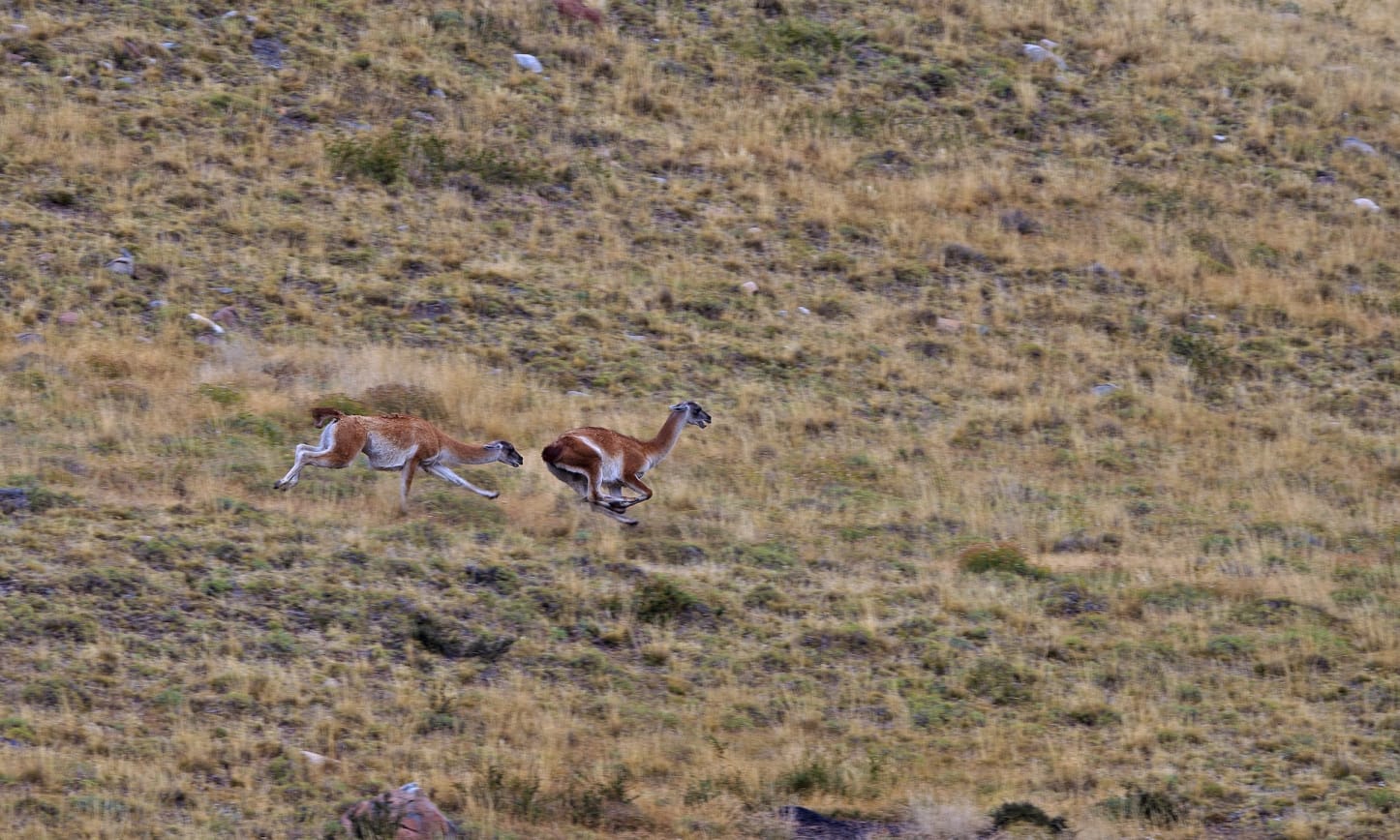 Scientists studying guanaco behaviour indicate that aggressive activity peaks in the month of January, in preparation for mating season. Males will chest-ram and body slam each other to establish dominance. In this scene, after a fight, a fleeing male is being chased by a dominant male who will bite down hard on his hind legs. Guanacos go so far as to tear at each other’s testicles to decide who will get to mate with a female.
