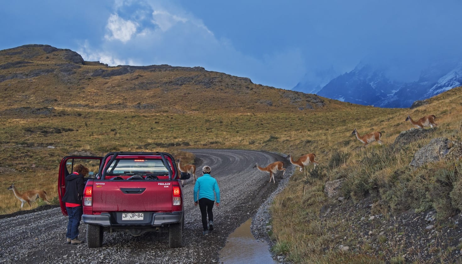 In the South American wilderness guanacos can be easily spotted as they live where there is no tree cover. They are found from northwestern Peru to the islands of Tierra del Fuego in the south, all across the Chilean Andes in the west to Argentina’s Atlantic coast. In Chile’s Torres del Paine national park visitors stop to look at a herd crossing the road. In this region guanaco aren’t afraid of humans. Further south in Argentina’s Valdes Peninsula, they seemed to be slightly more wary of people.