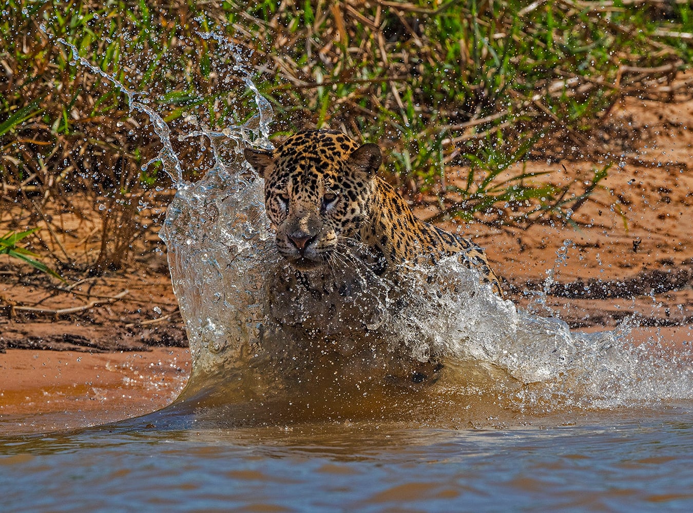 Caimans of the area tend to come close to shore to bask in the sun around 9 or 10 a.m. Jaguars stalk them and ambush them, biting and piercing the caiman’s skull with their sharp canines in order to kill them. They will drag the caiman to shore and then into the undergrowth where it can rest and eat in peace. 