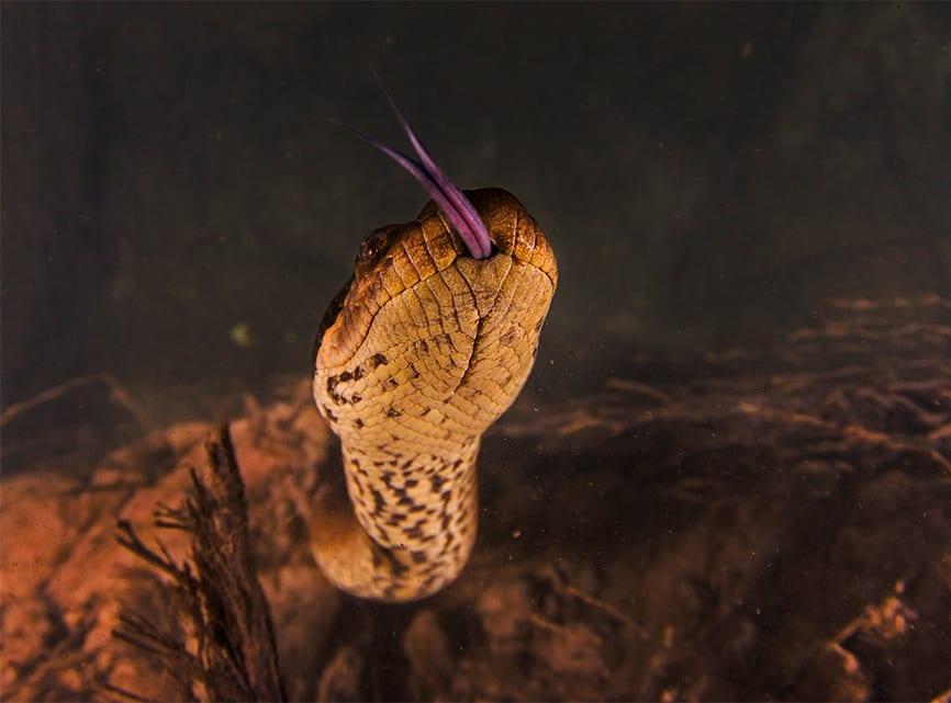 A green anaconda flicks its tongue against the glass dome port of the photographer’s underwater camera. Anacondas, like numerous other snakes, understand their world through chemoreceptive detection. They sense vibrations and the information gathered is transferred to the Jacobson’s organ at the roof of the mouth where it is deciphered.  