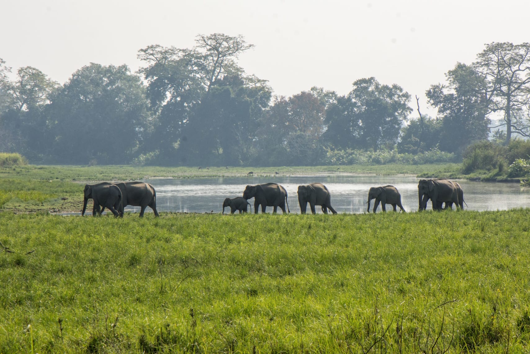 Wildlife Warriors: The Guardians of Kaziranga Brave On | RoundGlass Sustain Wildlife Warriors: The Guardians of Kaziranga Brave On | RoundGlass Sustain