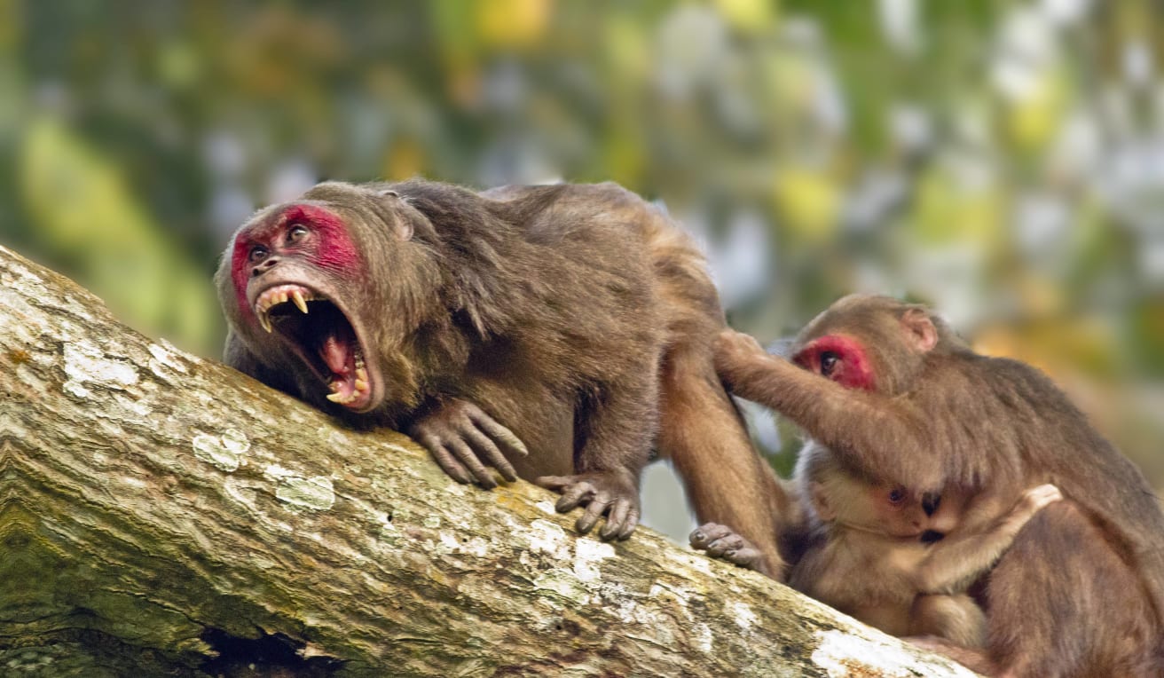 Males remain with their mother’s troop until they reach sexual maturity. At this point, they leave the group for another, therefore restricting breeding with their siblings.  When males join a new group, they form their own dominance hierarchy through aggression. These displays might appear intensely combative, but primatologists say they are tame compared to other macaque species, and governed by ritual behaviour. After a fight, the subordinate presents his rump to the dominant individual, as a gesture of supplication. Following this, the aggression ceases, and normalcy is restored. Photo: Diganta Gogoi
