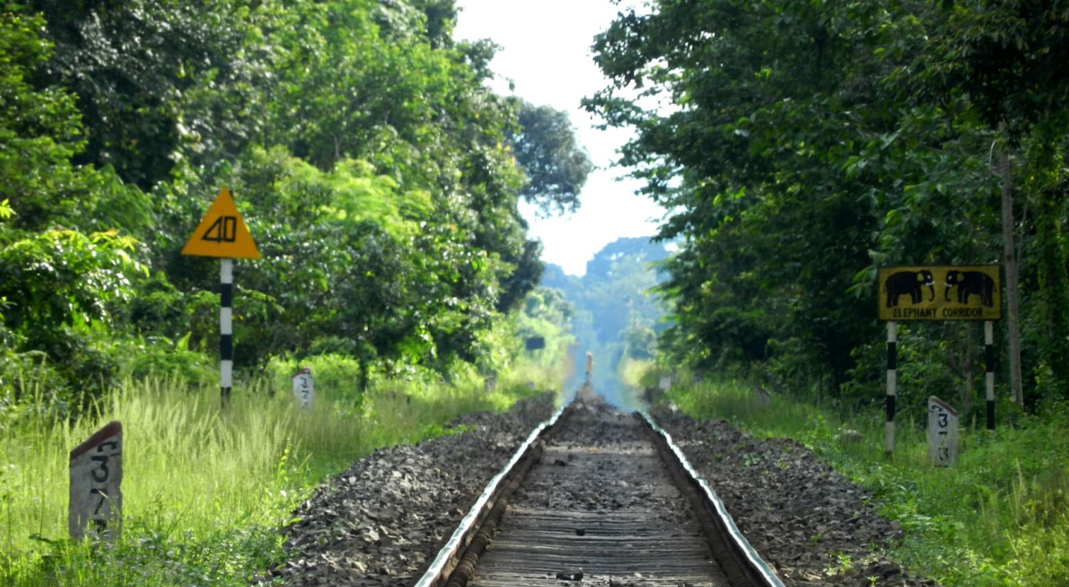 This railway line that cuts through the Hollangapar forest connects Jorhat to Guwahati — two of Assam’s largest cities. While it makes great economic sense, the speeding trains cause many animal casualties, especially at night. Photo: Santulan Mahanta - CC BY 2.0