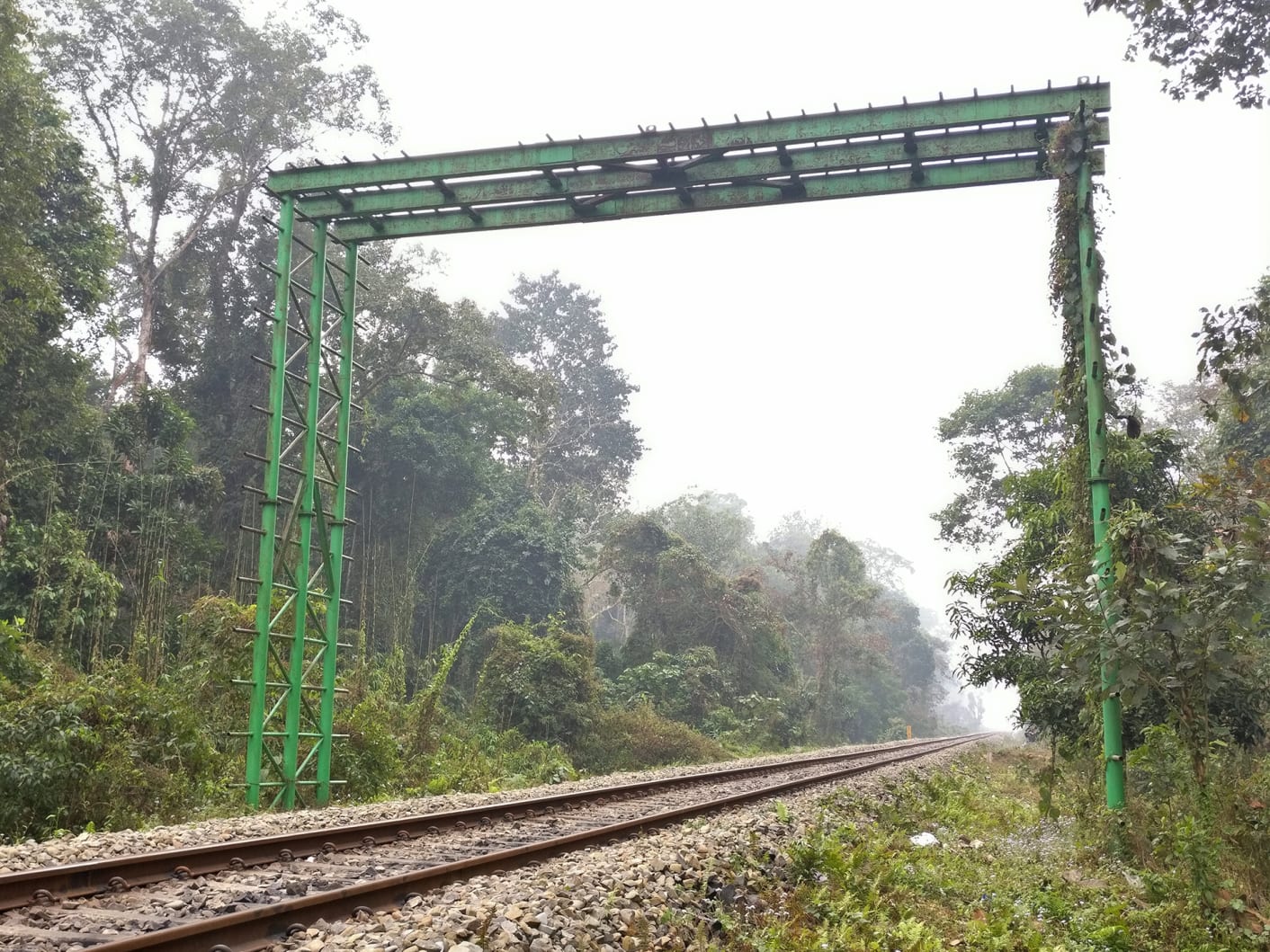 In 2015, the Forest Department constructed a metal bridge to connect tree tops across the railway line to allow primates safe passage across the tracks. According to researchers who work in this park, the primates of Hollongapar Gibbon Sanctuary have never used it. Photo: Abhilash Kar