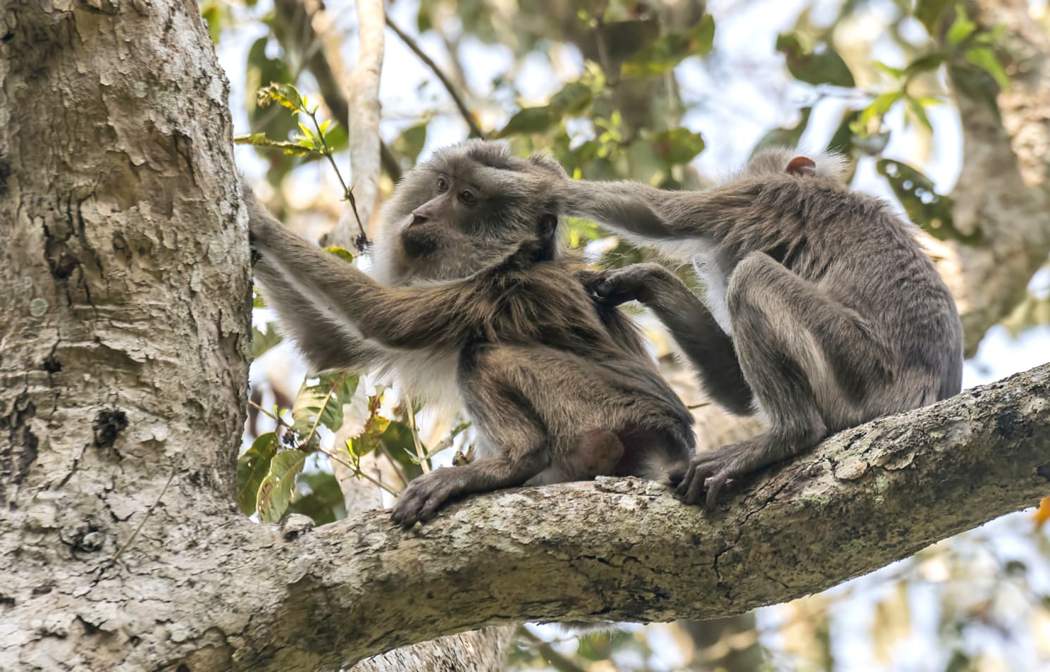 A monkey helped harvest and husking the coconut. Long-tailed monkeys or  long-tailed macaque in Pariaman, not just animals that live in the wild,  but these monkeys are also utilized by the local