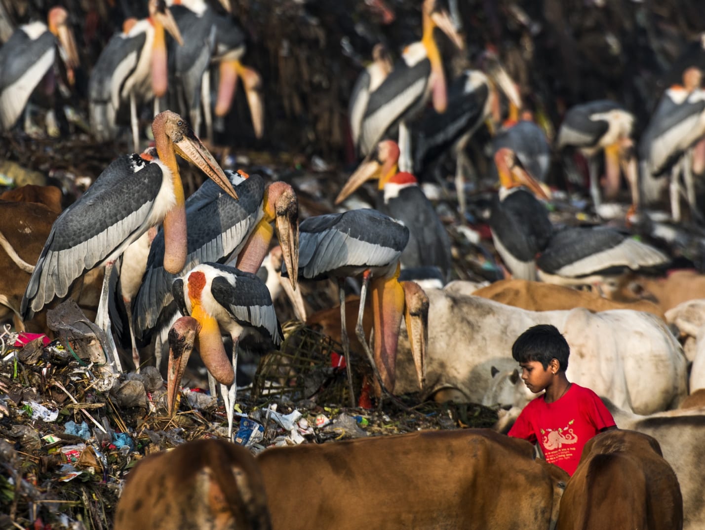 The best places to see them however, remain the garbage dump, like this hillside of trash near Guwahati’s Deepor Beel. The storks visit regularly, along with other scavengers (and circumstantial scavengers) such as crows, cows, rats, even eagles, and can be found sorting through trash for scraps of meat and vegetal waste. While their numbers are heartening, their condition is far from hopeful. Photos: Udayan Borthakur