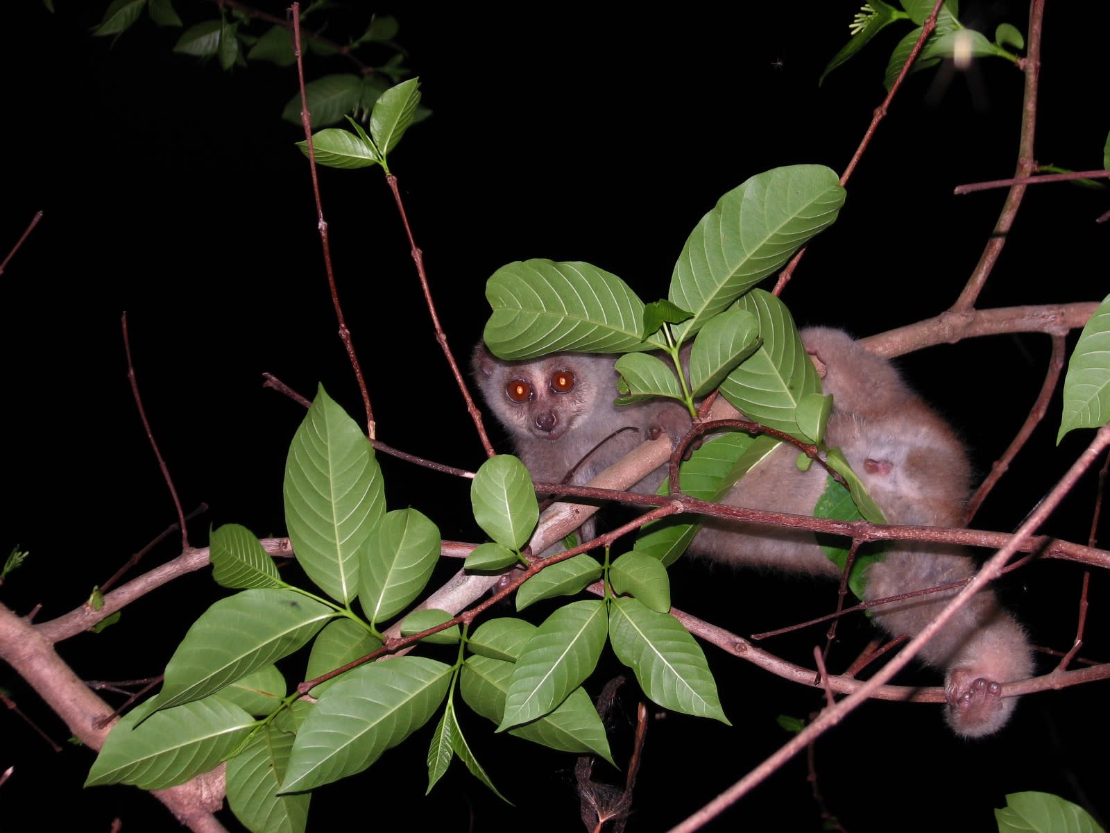 The Bengal slow loris is a little known, nocturnal, arboreal primate