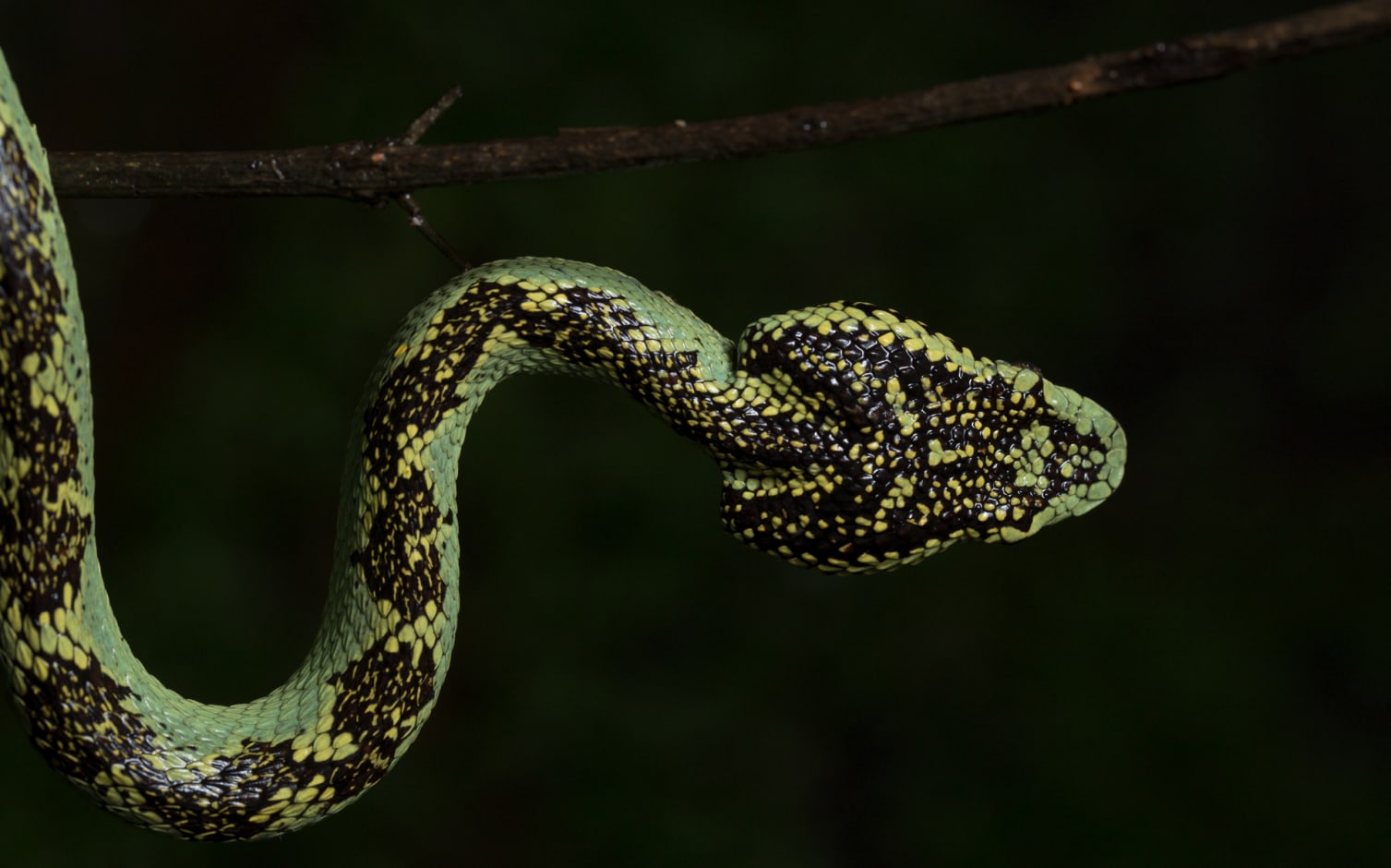 The Malabar pit viper is an ambush predator. It will often curl in an S-shaped position along the branch of a tree, ready to strike its favourite creatures such as frogs, geckos, lizards or young birds. Photo: Saurabh Sawant