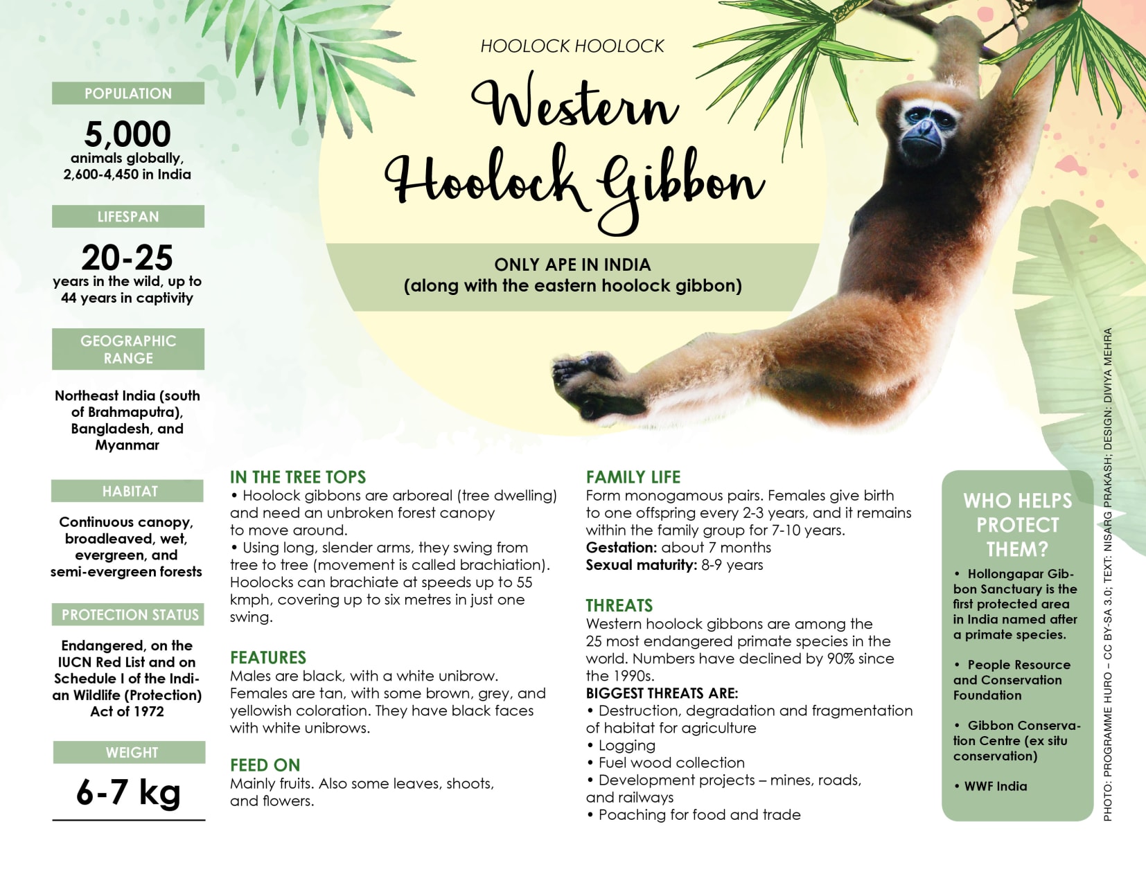 Hoolock Gibbon | UPSC