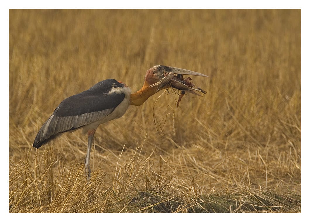 Its scavenger status is one of the reasons that the greater adjutant has a reputation for being unhygienic and a carrier of disease. In residential areas people have been known to torch their nests, even cut down trees where the birds roost, leading to a loss of life.  Photo: Dhritiman Mukherjee