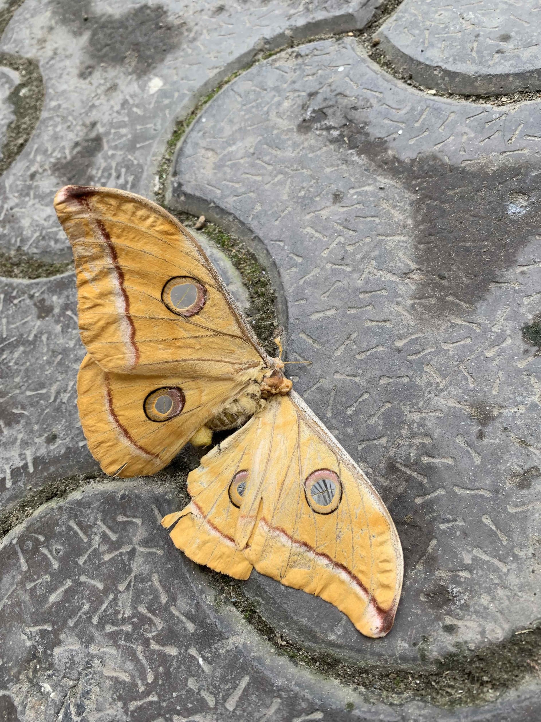 (Left) Janhavi Yadav is a nine-year-old moth-enthusiast. Not only is she comfortable in their presence, she’s also learnt to recognises several species. Photo: Courtesy Conservation Education Centre   (Right) The tussar silk moth is native to India. Silk is extracted from its cocoon in the wild, after the moth has emerged, to produce tussar silk fabric. Photo: Ipshita Singh   