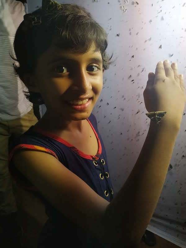 (Left) Janhavi Yadav is a nine-year-old moth-enthusiast. Not only is she comfortable in their presence, she’s also learnt to recognises several species. Photo: Courtesy Conservation Education Centre   (Right) The tussar silk moth is native to India. Silk is extracted from its cocoon in the wild, after the moth has emerged, to produce tussar silk fabric. Photo: Ipshita Singh   